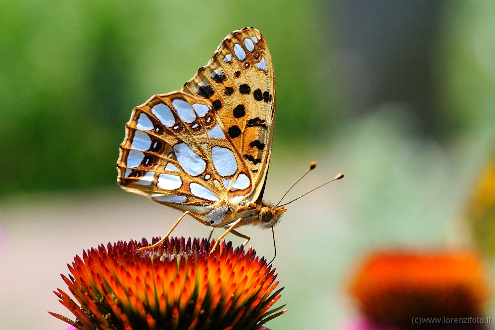 00862 Issoria lathonia.jpg